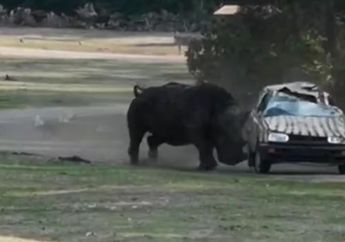 Viral Video Detik-detik Mobil Petugas Taman Safari Diseruduk Badak Ngamuk, Diserang Berkali-kali Hingga Penyok