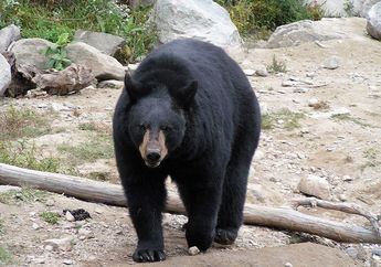 Beruang Hitam Amerika, Beruang Besar yang Pandai Memanjat Pohon