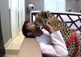 Hampir Punah, Cheetah Justru Dijual Rp142 Juta sebagai Peliharaan Orang Kaya Hanya Demi Unggahan Media Sosial