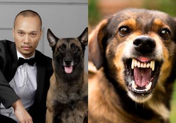 ART Bima Aryo Tewas Akibat Serangan Peliharaannya, Kenali Rabies yang Ditularkan Oleh Anjing