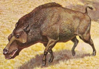 Penampakan Babi Neraka, Taringnya Setebal Pergelangan Tangan Manusia