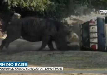 Petugas Taman Safari Ini Alami Geger Otak Setelah Kena Amukan Badak