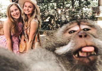 Ternyata Begini Rahasia Bisa Selfie Sama Monyet. Sederhana Banget!