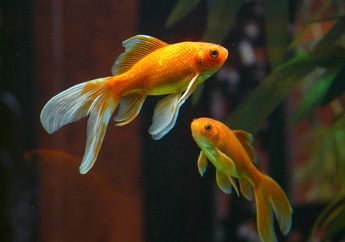 Arti Mimpi Menangkap Ikan Mas, Ternyata Jadi Pertanda Hal Ini, Bisa Baik dan Buruk? Simak Penjelasannya