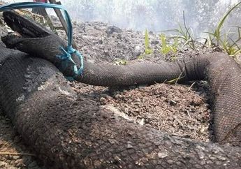 Kebakaran Hutan di Kalimantan Makin Parah, Hewan Buas Hangus Terbakar