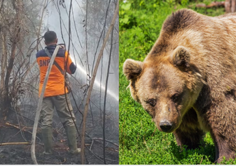 Jalankan Tugas Saat Kebakaran Hutan Terjadi, Petugas BPDB Diberi Kode oleh Beruang Buas Saat Ingin Padamkan Api