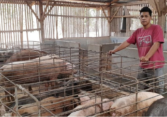 Bosan Kuliah dan Berhenti Saat Kerjakan Skripsi, Renold Kini Sukses Jadi Peternak Babi dengan Omzet Miliaran Rupiah!