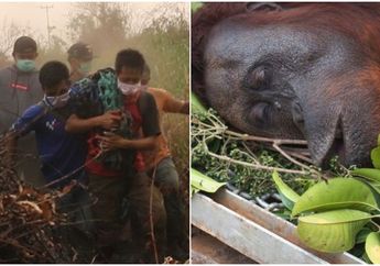Terkepung Kobaran Api Karhutla Sampai Terjebak di Atas Pohon dengan Luka Tembak, Sepasang Orangutan Ditemukan dalam Kondisi Memprihatinkan