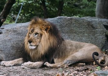 Nekat Panjat Pagar Pembatas Kebun Binatang, Pria India ini Tewas Mengenaskan di Kandang Singa