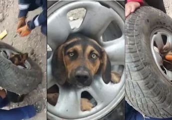 Menyayat Hati! 4 Petugas Selamatkan Kepala Anjing yang Tersangkut di Velg Ban Mobil