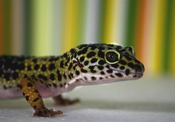 Suara Tokek Ganjil Genap, Mitosnya Pertanda Buruk, Benarkah ini?