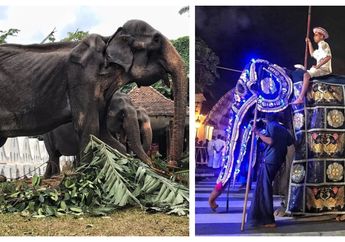 Tikiri, Gajah 70 Tahun Akhirnya Mati Setelah Menjadi Budak dan Dipaksa Bekerja Siang Malam