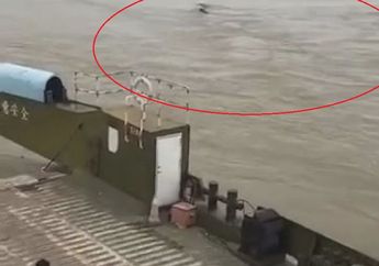 Berenang Meliuk-liuk Seperti Monster Ular Raksasa, 'Makhluk' yang Panjangnya Diperkirakan 20 Meter Ini Sempat Muncul ke Permukaan Sungai, Apa Sebenarnya?
