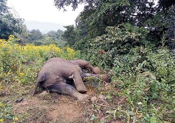  Lagi! Tiga Ekor Gajah di Sri Langka Ditemukan Mati Terbunuh
