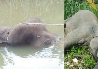 Spesies Langka Gajah Kedil Ditemukan Tewas Tertembak dan Mengambang di Sungai