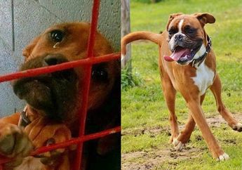 Sedih Tak Ada Orang yang Mau Mengadopsi, Anjing Ini Menangis Setiap Malam, Padahal Dikenal sebagai Anjing yang Kuat