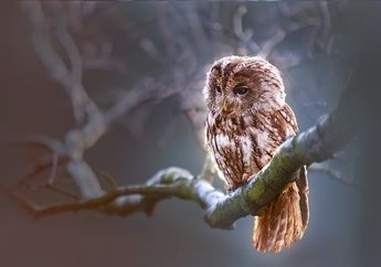 Arti Mimpi Mendapat Burung Hantu, Hati-hati Bisa Jadi Pertanda Ada yang Bakal Berbuat Jahat dengan Kita? Simak Penjelasannya