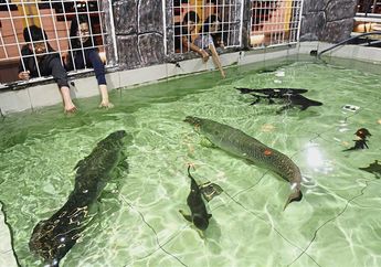 Pria ini Rela Keluarkan Uang Rp200 Ribu per Hari untuk Pelihara Ikan Predator Arapaima