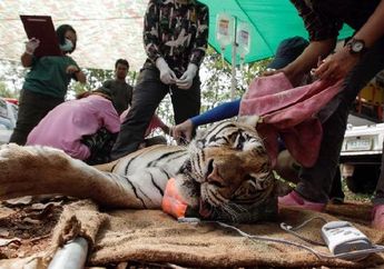 86 Harimau ini Mati di Dalam Tahanan Hewan Milik Pemerintah, Virus Perkawinan Sejenis Jadi Pemicunya