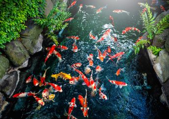 5 Arti Mimpi Ikan Koi, Siap-siap Ada Kabar Baik Ini dan Banjir Keberuntungan dalam Hal Cinta