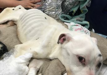 Saking Laparnya, Anjing Malang Ini Makan Kaca dan Baterai Saking Laparnya Sampai Berada di Ambang Kematian