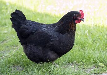 Arti Mimpi Mendapatkan Ayam Hitam, Ternyata Malah Jadi Pertanda Baik Ini Lho, Simak Penjelasannya