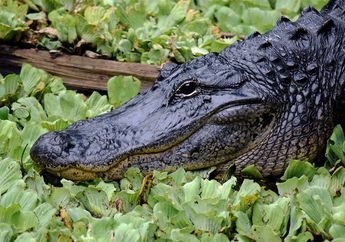 Arti Mimpi Dikejar Buaya di Darat Ternyata Tak Selalu Buruk, Pertanda Bakal Dilimpahi Keberuntungan di Dunia Nyata?