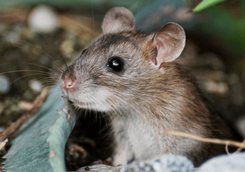 Setelah Corona, Muncul Virus Baru di China yang Berasal dari Hewan Pengerat