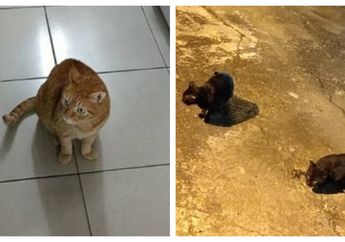 Kucing Kesayangannya Hilang, Gadis Ini Meminta Bantuan Kucing Hitam untuk Menemukan Lulu, dan Berhasil!