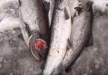 Tak Bisa Dimaafkan! Lewat Rekaman Video, Perusahaan Makanan Laut Terbesar di Dunia Ini Terbukti Lakukan Pelecehan pada Hewan