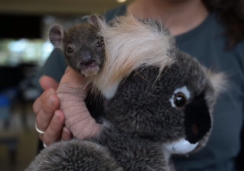 Jatuh dari Pohon, Lengan Anak Koala Berusia 150 Hari Harus Digips