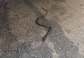 Saking Paniknya Dikejar Ular Hitam, Wanita Ini Menjerit-jerit Seperti Bayi, Namun Justru Dia Juga yang Meminta Maaf Setelahnya, Kok Bisa?