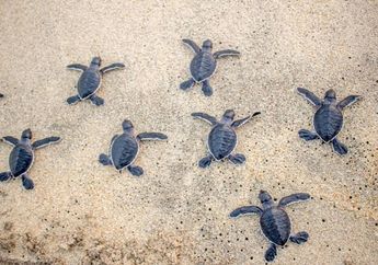 Wabah Salmonella Menyebar di 13 Negara, Hati-hati Bagi yang Merawat Penyu Peliharaan!