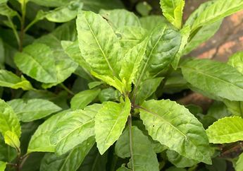 Punya Khasiat untuk Kesuburan, Inilah Segudang Manfaat Daun Dewa