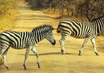 Sengaja Rubah Sapi Jadi Zebra, Menurut Ahli Ternyata Mampu Mengusir Lalat dari Peternakan