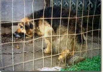 Anjing Kurus Tak Terawat Ini Alami Penyiksaan dari Pemiliknya, Selama 10 Tahun Dirantai dan Tanpa Makanan