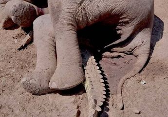 Pertarungan Brutal Buaya Lawan Gajah, Tubuh Panjang Buaya Ditindih oleh Gajah Besar, Siapa yang Jadi Juaranya?