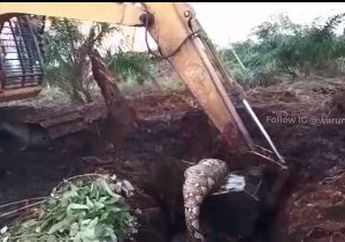 Viral Penemuan Ular Piton Seberat 200 Kilogram Hingga Diangkut Menggunakan Alat Berat, Ini Videonya!