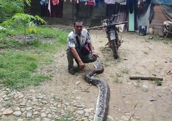 Bak Berada di Film Laga, Pria Aceh Mampu Taklukan Ular Piton Sepanjang 6 Meter yang Lilit Istrinya di Ladang
