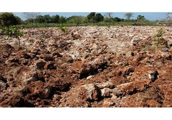 Arti Mimpi tentang Sawah Tandus Jadi Pertanda Apa? Simak Tafsir Lengkapnya!