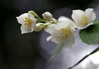 Arti Mimpi Menanam Bunga Melati, Ternyata Jadi Pertanda Baik Ini Lho, Simak Penjelasannya