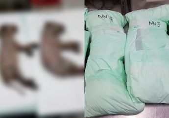 Sempat Tak Mau Mengaku Siram 6 Anjing Milik Adik Iparnya Sendiri dengan Air Keras, Pria Ini Malah Tawarkan Uang Rp 10 Juta untuk Ganti Rugi