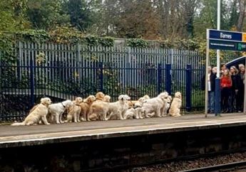 Orang Terheran Dengan Tingkah 15 Anjing di Peron Stasiun, Ternyata Fakta Foto VIral Ini Akhirnya Terungkap