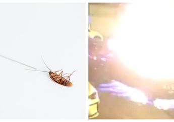 Cuma Ingin Bunuh Kecoak, Pria Ini Malah Meledakkan Rumah dan 3 Mobil Mewah!