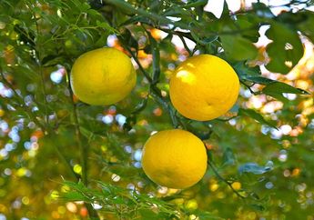 Lemon Yuzu Khas Jepang, Apa Bedanya dengan Buah Lemon Biasa, ya?