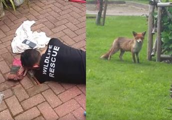 Anaknya Terjebak di dalam Pipa Saluran Pembuangan, Ibu Rubah Ini Memperhatikan dengan Gelisah Tim Penyelamat yang Berusaha Menolong Bayinya