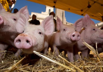 Kecelakaan Lalu Lintas yang Menyebabkan Puluhan Orang Meninggal Dipicu Populasi Babi Meningkat, Warga pun Memprotes Pemerintah