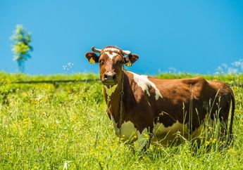 Kakek 68 Tahun Ini Kepergok Bersetubuh dengan Sapi di Semak-semak, dengan Santai Menjawab: 'Mereka Bilang Rasanya Enak, Jadi Saya Coba'