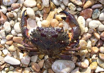 Arti Mimpi Kepiting yang Terbawa Ombak, Ternyata Jadi Pertanda Baik dalam Karier? Simak Penjelasannya