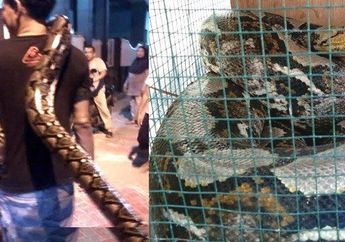 1 Jam Berduel dengan Ular Piton Sepanjang 4 Meter, Leher Mariyadi Sempat Terlilit Ular Raksasa yang Ia Tangkap